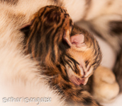 Bengal Kitten braun